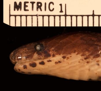 Media type: image;   Herpetology R-173870